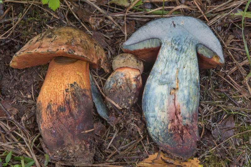Dissected lurid bolete mushroom (<B>Suillellus luridus</B>, Boletus luridus) in Pavlovsk Park. Pavlovsk, suburb of Saint Petersburg, Russia, <A HREF="../date-en/2017-08-05.htm">August 5, 2017</A>