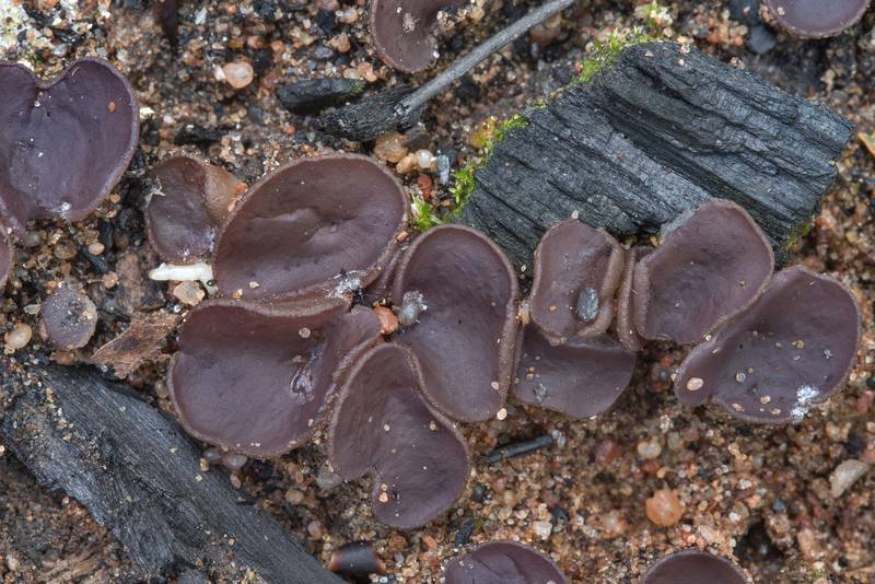 Violet fairy cup fungus (Peziza violacea, also known as P. subviolacea, P. tenacella) on burnt site in Lembolovo, 35 miles north from Saint Petersburg. Russia, August 8, 2017