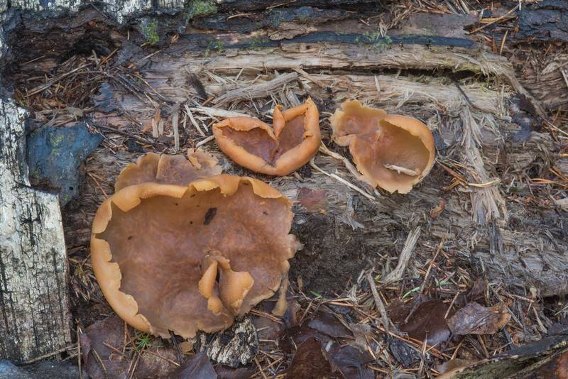 Layered cup mushrooms (<B>Peziza varia</B>) on a rotten log in Orekhovo, 40 miles north from Saint Petersburg. Russia, <A HREF="../date-en/2017-08-18.htm">August 18, 2017</A>