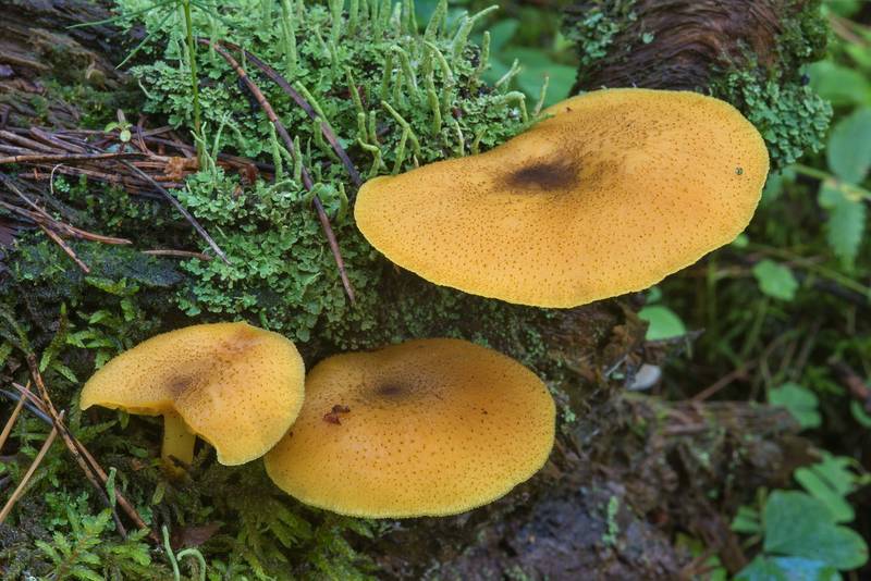 Prunes and custard mushrooms (<B>Tricholomopsis decora</B>) in Tarkhovka Park, west from Saint Petersburg. Russia, <A HREF="../date-en/2017-08-26.htm">August 26, 2017</A>