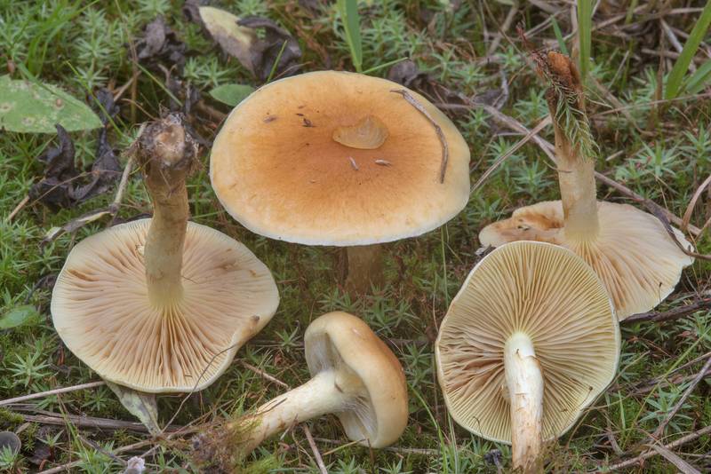 Group of mushrooms Pholiota mixta(?) on sandy soil in forest cutting area near Lembolovo, 40 miles north from Saint Petersburg. Russia, August 27, 2017