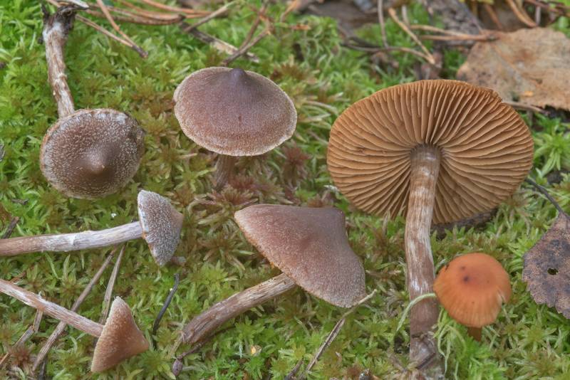 Pelargonium webcap mushrooms (<B>Cortinarius flexipes</B>) in a swamp in Sosnovka Park. Saint Petersburg, Russia, <A HREF="../date-en/2017-09-02.htm">September 2, 2017</A>