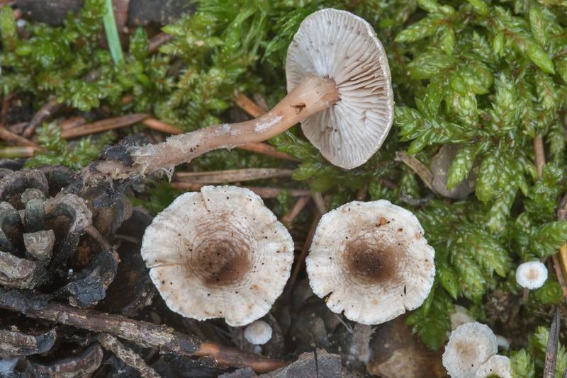 Close up of piggyback shanklet mushrooms (Collybia cirrhata) north from Lembolovo, 40 miles north from Saint Petersburg. Russia, September 9, 2017