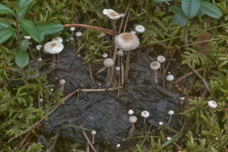 Piggyback shanklet mushrooms (<B>Collybia cirrhata</B>) on a rotten Russula near Orekhovo, 45 miles north from Saint Petersburg. Russia, <A HREF="../date-en/2017-09-09.htm">September 9, 2017</A>