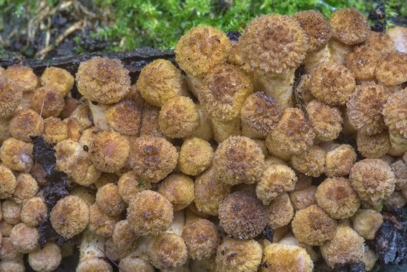 Young northern honey mushrooms (Armillaria borealis) on a stump in Sosnovka Park. Saint Petersburg, Russia, September 12, 2017
