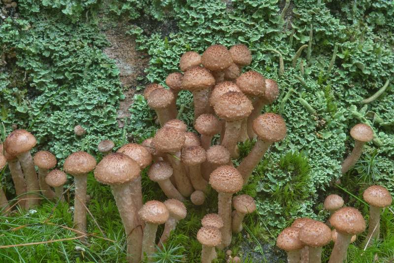 Young northern honey mushrooms (Armillaria borealis) in Sosnovka Park. Saint Petersburg, Russia, September 13, 2017