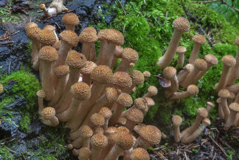 Immature northern honey mushrooms (Armillaria borealis) in Pavlovsk Park. Pavlovsk, a suburb of Saint Petersburg, Russia, September 14, 2017
