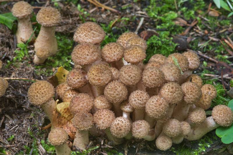 Immature northern honey mushrooms (<B>Armillaria borealis</B>) in Pavlovsk Park. Pavlovsk, a suburb of Saint Petersburg, Russia, <A HREF="../date-ru/2017-09-14.htm">September 14, 2017</A>
