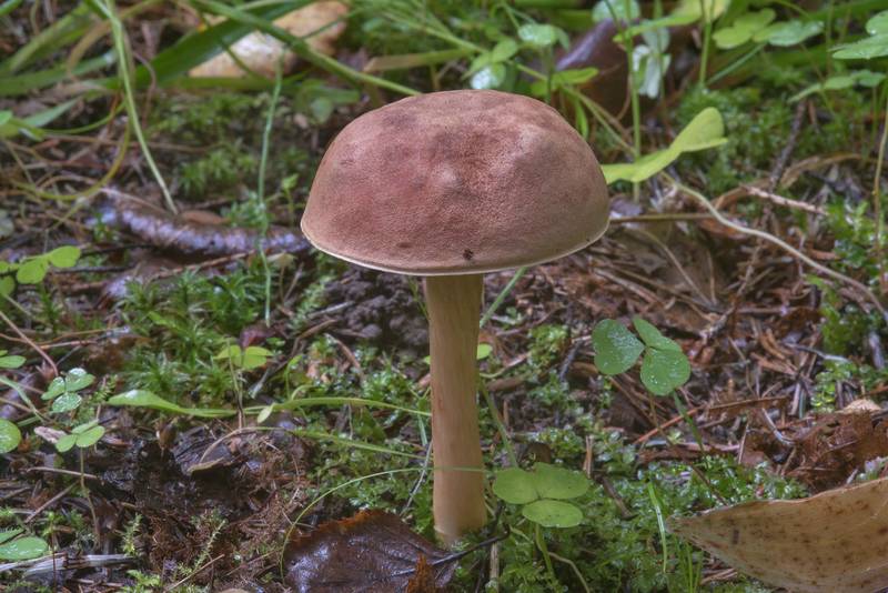 Mushroom Boletus subtomentosus (Xerocomus subtomentosus)(?) in Pavlovsk Park. Pavlovsk, a suburb of Saint Petersburg, Russia, September 14, 2017