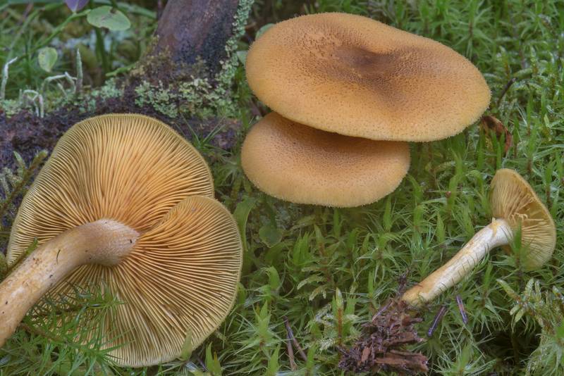 Prunes and custard mushrooms (<B>Tricholomopsis decora</B>) in Petiayarvi, north from Saint Petersburg. Russia, <A HREF="../date-en/2017-09-17.htm">September 17, 2017</A>