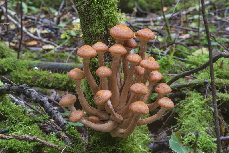 Northern honey mushrooms (<B>Armillaria borealis</B>) on a mossy tree near Dibuny, north-west from Saint Petersburg. Russia, <A HREF="../date-en/2017-09-18.htm">September 18, 2017</A>