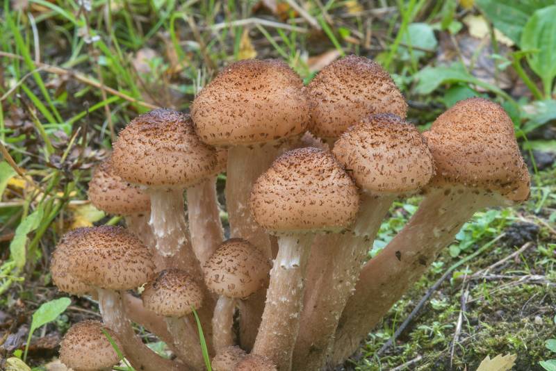 Northern honey mushrooms (<B>Armillaria borealis</B>) in Park of Polytechnic Institute. Saint Petersburg, Russia, <A HREF="../date-en/2017-09-19.htm">September 19, 2017</A>