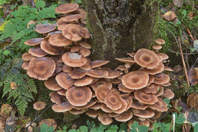 Northern honey mushrooms (Armillaria borealis) around a tree in area of Lisiy Nos - Olgino west from Saint Petersburg. Russia, September 21, 2017