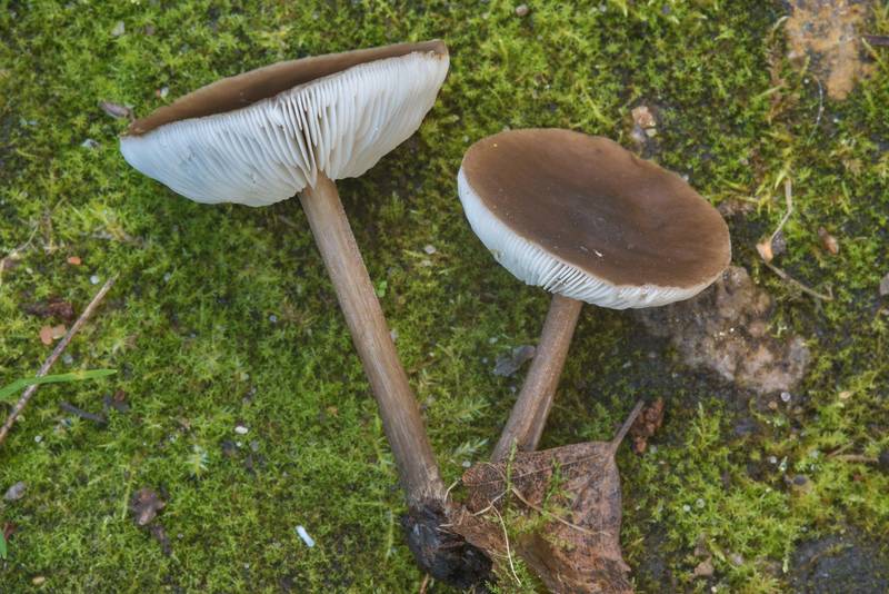 Cavalier mushrooms Melanoleuca melaleuca(?) in area of Lisiy Nos - Olgino west from Saint Petersburg. Russia, September 21, 2017