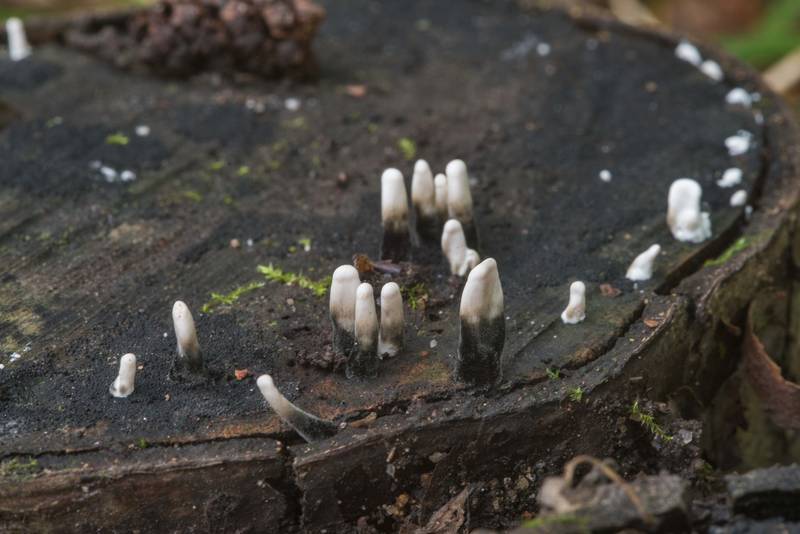 Young candlesnuff mushrooms (<B>Xylaria hypoxylon</B>) in Tarkhovka near Sestroretsk, west from Saint Petersburg. Russia, <A HREF="../date-en/2017-09-22.htm">September 22, 2017</A>