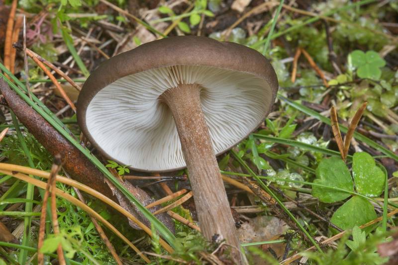 Cap of a mushroom Melanoleuca melaleuca in Tarkhovka Park near Sestroretsk, west from Saint Petersburg. Russia, September 22, 2017