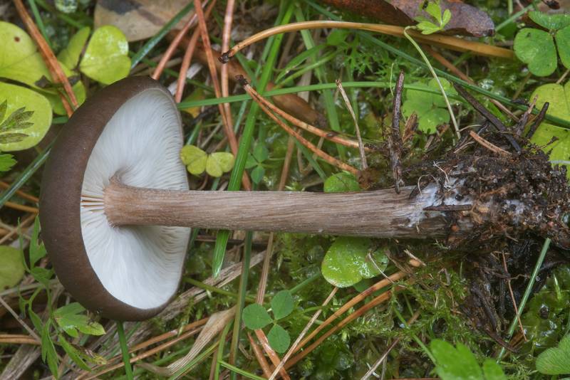 Mushroom Melanoleuca melaleuca in Tarkhovka Park near Sestroretsk, west from Saint Petersburg. Russia, September 22, 2017