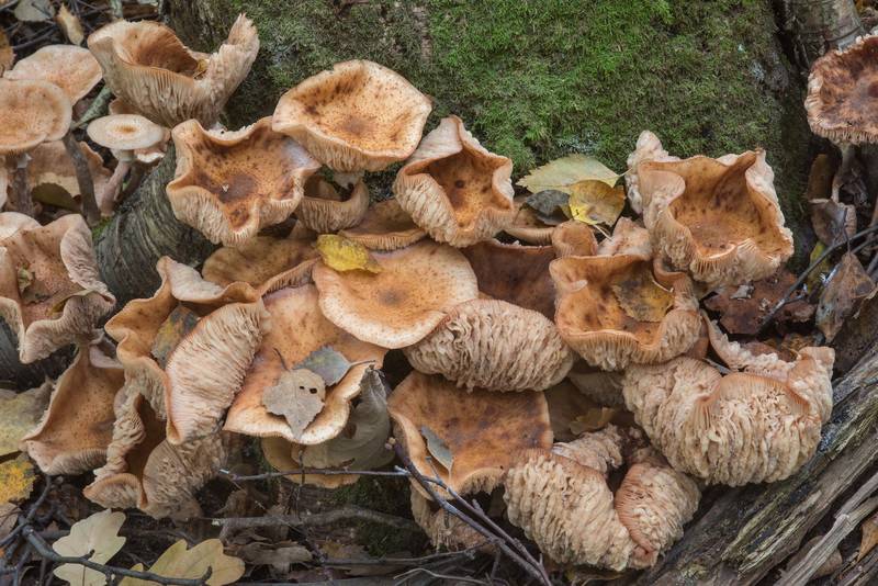 Northern honey mushrooms (Armillaria borealis) with yeast mold <B>Dipodascus armillariae</B>(?) in Blizhnie Dubki area near Lisiy Nos, west from Saint Petersburg. Russia, <A HREF="../date-en/2017-09-26.htm">September 26, 2017</A>