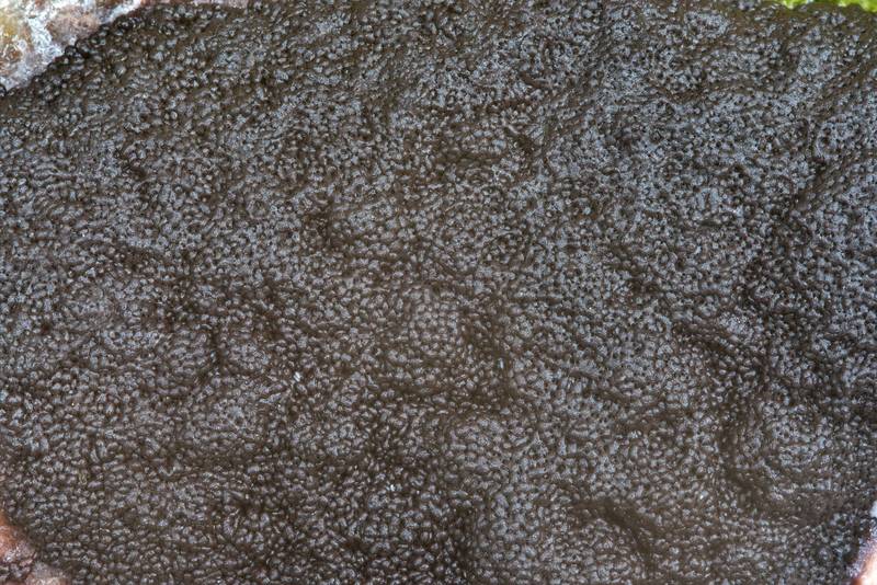 Brown sporangia of slime mold <B>Brefeldia maxima</B> in Pavlovsk Park. Pavlovsk, suburb of Saint Petersburg, Russia, <A HREF="../date-ru/2017-09-27.htm">September 27, 2017</A>