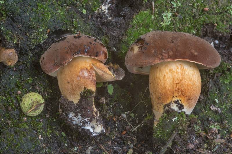 Small bay bolete mushrooms (<B>Imleria badia</B>) near a big oak in Pavlovsk Park. Pavlovsk, suburb of Saint Petersburg, Russia, <A HREF="../date-ru/2017-09-27.htm">September 27, 2017</A>
