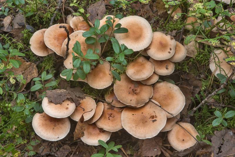 Autumn scalycap mushrooms Pholiota mixta near Dibuny, north-west from Saint Petersburg. Russia, September 28, 2017