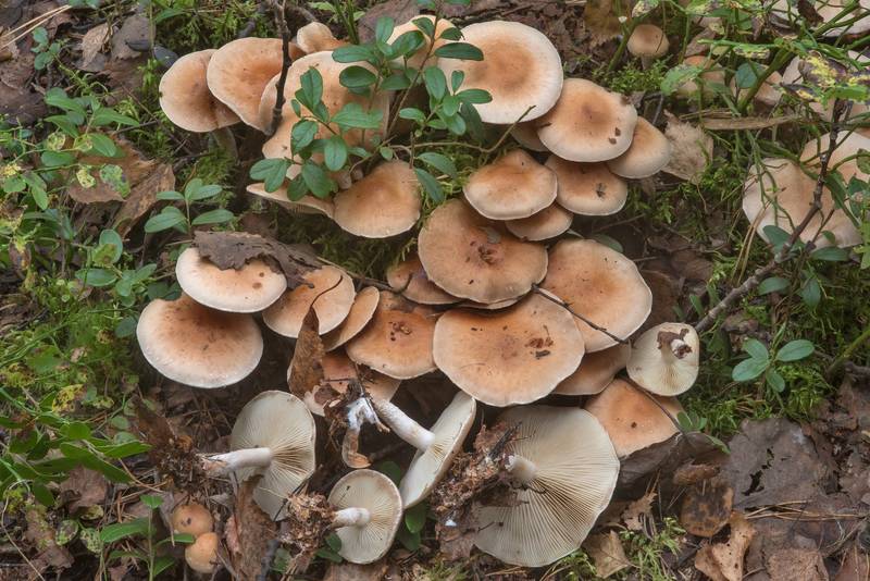 Cluster of scalycap mushrooms Pholiota mixta near Dibuny, north-west from Saint Petersburg. Russia, September 28, 2017