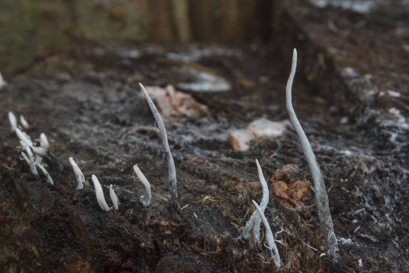 Candlesnuff fungus (<B>Xylaria hypoxylon</B>) on rotten timber in lower Sergievka Park. Old Peterhof, west from Saint Petersburg, Russia, <A HREF="../date-en/2017-10-05.htm">October 5, 2017</A>