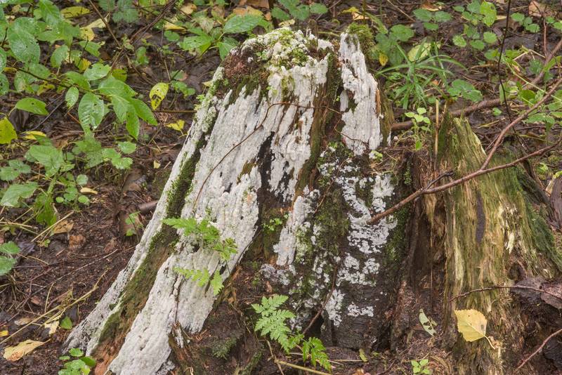 Corticioid mushrooms <B>Physisporinus vitreus</B> covering a stump near Lisiy Nos. West from Saint Petersburg, Russia, <A HREF="../date-en/2018-08-26.htm">August 26, 2018</A>