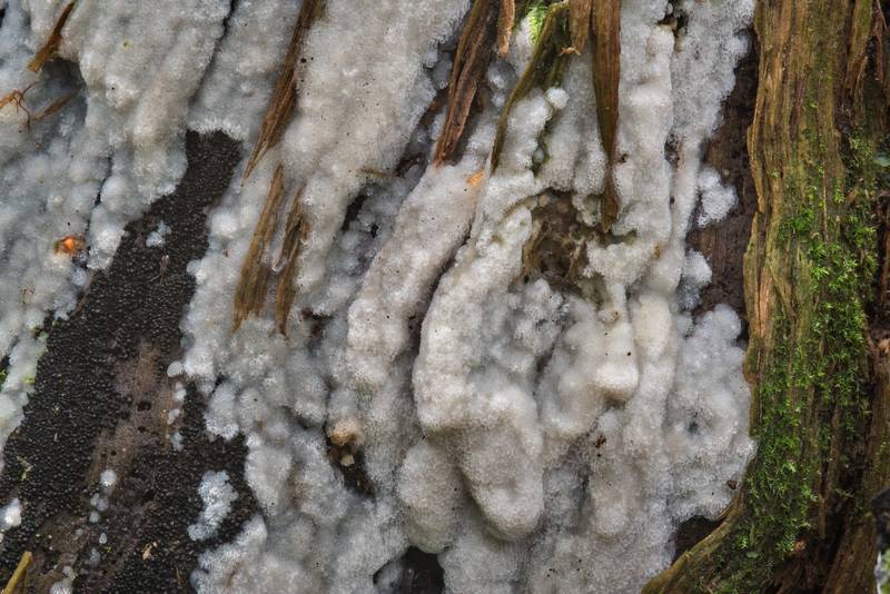 Porous corticioid mushroom <B>Physisporinus vitreus</B> on a rotting stump near Lisiy Nos. West from Saint Petersburg, Russia, <A HREF="../date-ru/2018-08-26.htm">August 26, 2018</A>