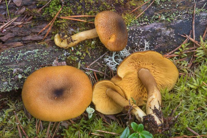 Prunes and custard mushrooms (<B>Tricholomopsis decora</B>) near Zakhodskoe (Lounatjoki), 50 miles north from Saint Petersburg. Russia, <A HREF="../date-ru/2018-08-31.htm">August 31, 2018</A>