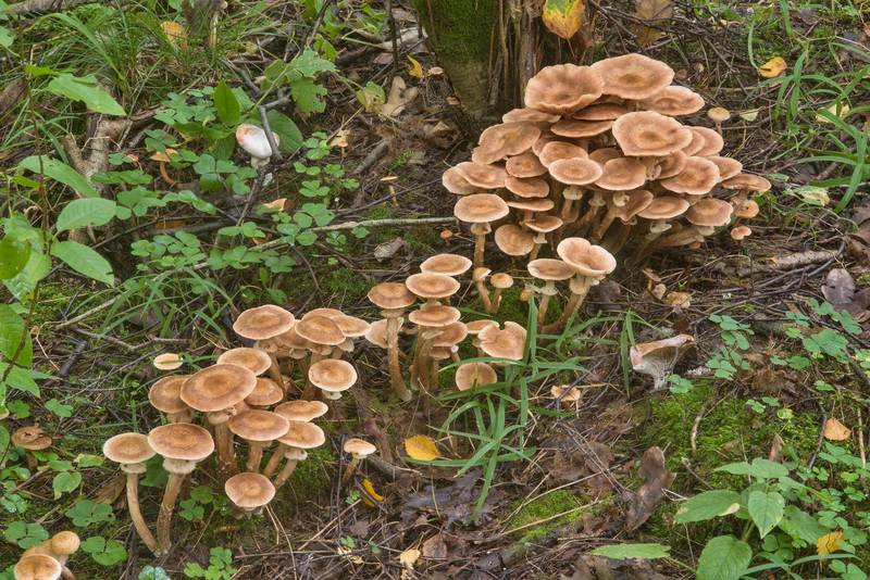 Northern honey mushrooms (<B>Armillaria borealis</B>) on a mossy log near Lisiy Nos, west from Saint Petersburg. Russia, <A HREF="../date-en/2018-09-06.htm">September 6, 2018</A>