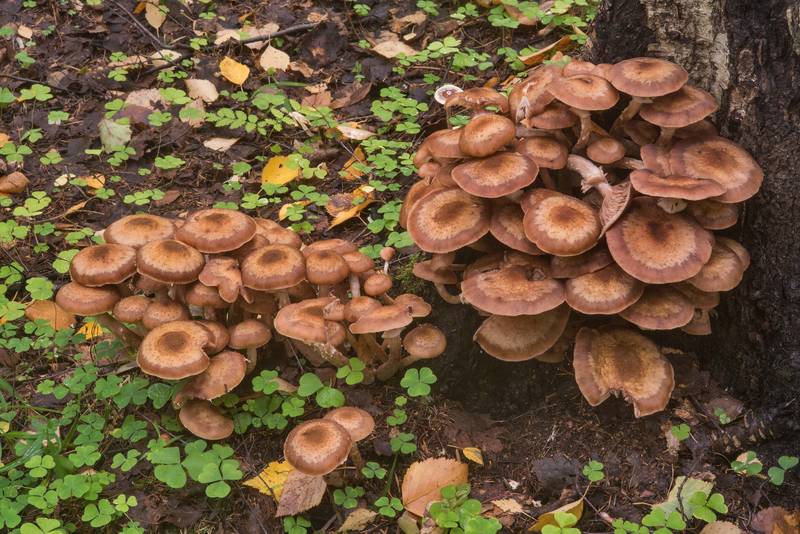Northern honey mushrooms (Armillaria borealis) at the base of a birch in a coastal forest between Lisiy Nos and Olgino, west from Saint Petersburg. Russia, September 6, 2018