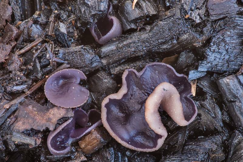 Violet fairy cup fungus (<B>Peziza violacea</B>, also known as P. subviolacea, P. tenacella) on a wet bonfire site near a lake near Orekhovo, north from Saint Petersburg. Russia, <A HREF="../date-en/2019-05-15.htm">May 15, 2019</A>