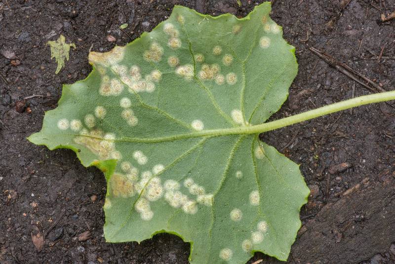 Underside of a leaf with coltsfoot rust gall fungus, Puccinia poarum, in Sosnovka Park. Saint Petersburg, Russia, May 27, 2019