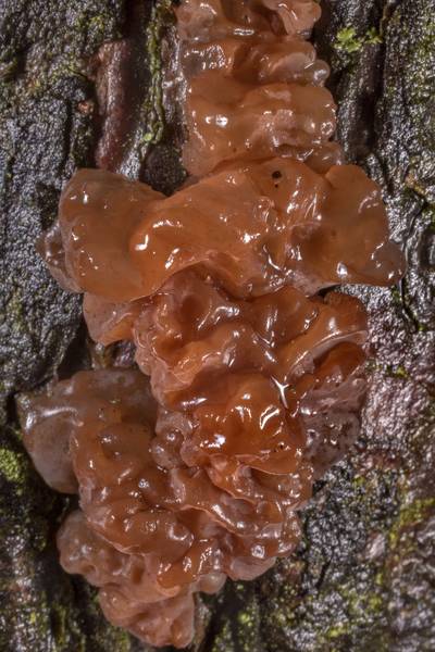 Brown witch's butter mushroom (jelly fungus, Exidia saccharina) on a pine in Sosnovka Park. Saint Petersburg, Russia, May 8, 2021