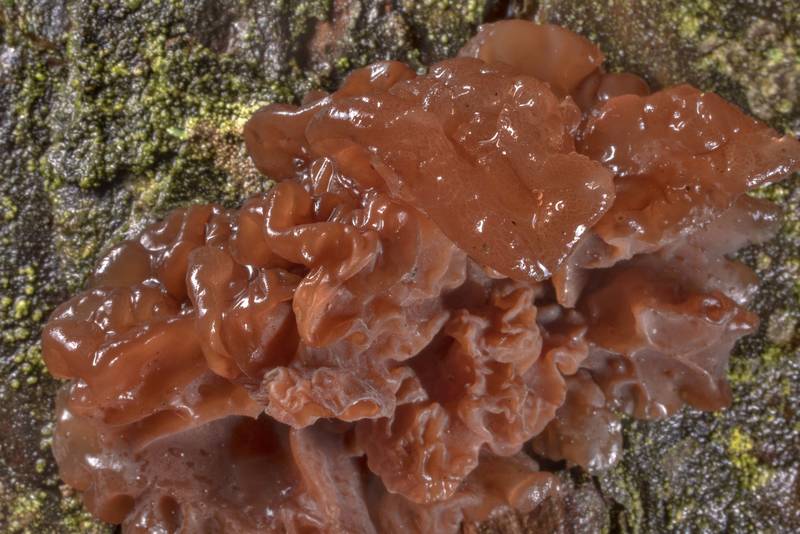 Close-up of brown witch's butter mushroom (<B>Exidia saccharina</B>) on a pine in Sosnovka Park. Saint Petersburg, Russia, <A HREF="../date-ru/2021-05-08.htm">May 8, 2021</A>