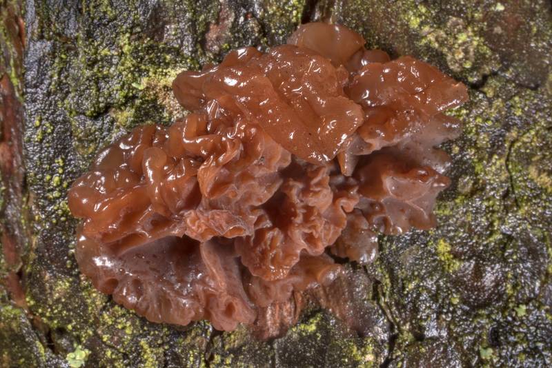 Brown witch's butter mushroom (<B>Exidia saccharina</B>) on bark of a pine tree in Sosnovka Park. Saint Petersburg, Russia, <A HREF="../date-ru/2021-05-08.htm">May 8, 2021</A>