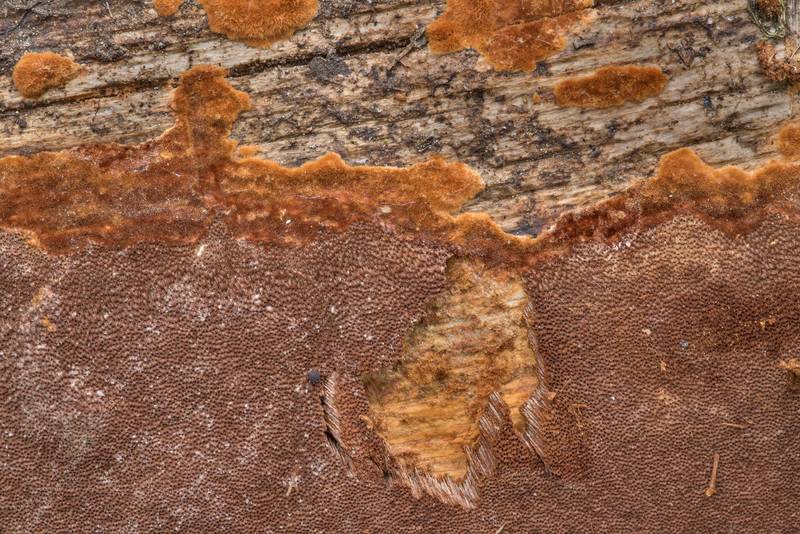 Margin of rusty porecrust fungus (<B>Phellinus ferruginosus</B>)(?) in a forest near Okhta River in Toksovo, north from Saint Petersburg. Russia, <A HREF="../date-ru/2021-05-16.htm">May 16, 2021</A>