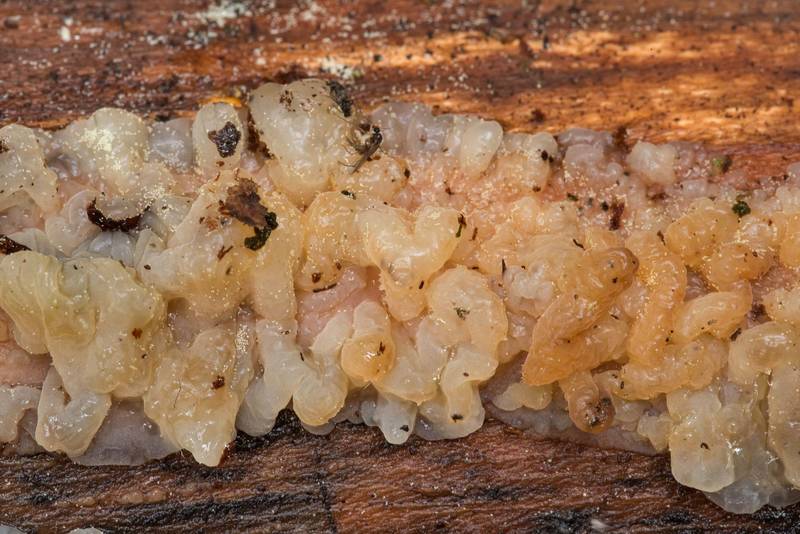 Close-up of jelly fungus Exidia saccharina(?) on a fallen spruce on Leninskaya Tropa Trail between Dibuny and Razliv Lake, north-west from Saint Petersburg. Russia, May 24, 2021