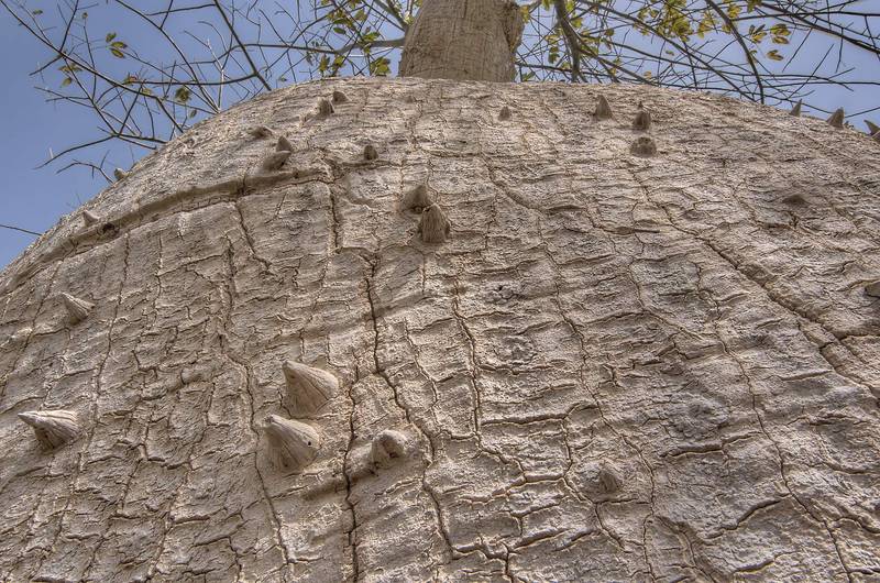 Silk floss tree (Chorisia speciosa, Ceiba speciosa, baobab family) in a park of Aspire Zone. Doha, Qatar, February 18, 2011
