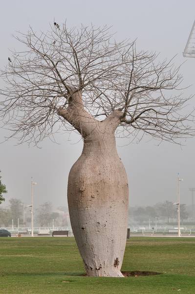 Silk floss tree (Chorisia speciosa, Ceiba speciosa, baobab family) in a park of Aspire Zone in morning mist. Doha, Qatar, March 2, 2012