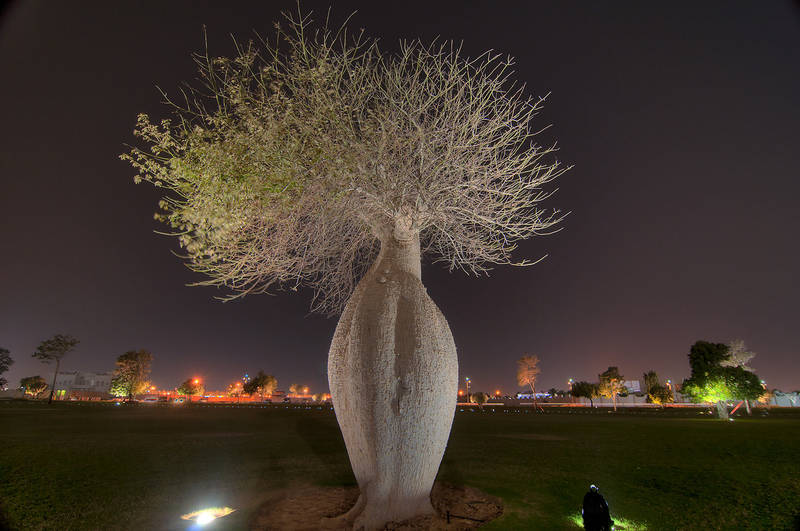 Silk floss tree (Chorisia speciosa, Ceiba speciosa, baobab family) in a park of Aspire Academy. Doha, Qatar, March 8, 2012