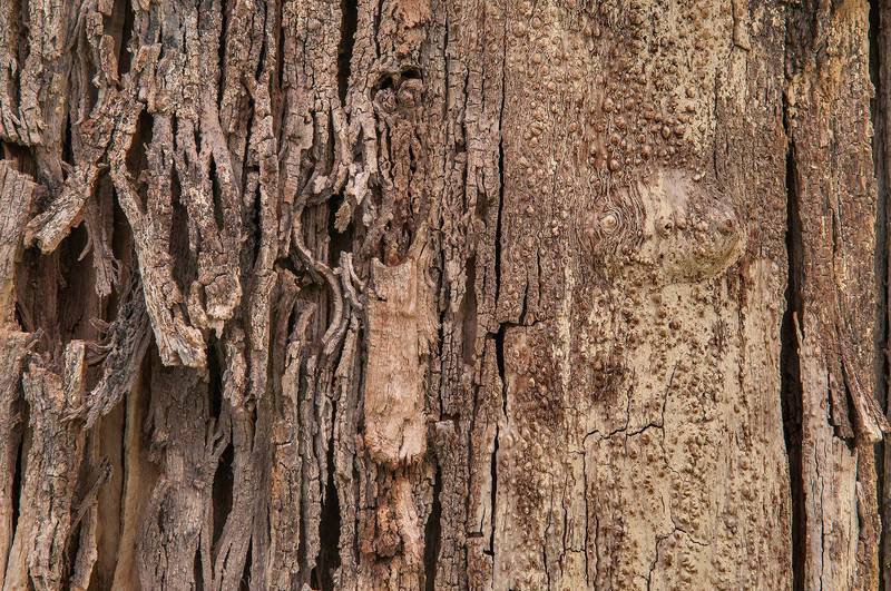 Texture of a rotten Silk floss tree (Chorisia speciosa, Ceiba speciosa) in a park of Aspire Zone. Doha, Qatar, April 26, 2013