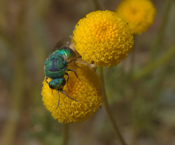 Flower of Aaronsohnia factorovskyi(?) with Green Metallic Bee (Agapostemon) in area of Ras Laffan farms. Northern Qatar, February 28, 2014