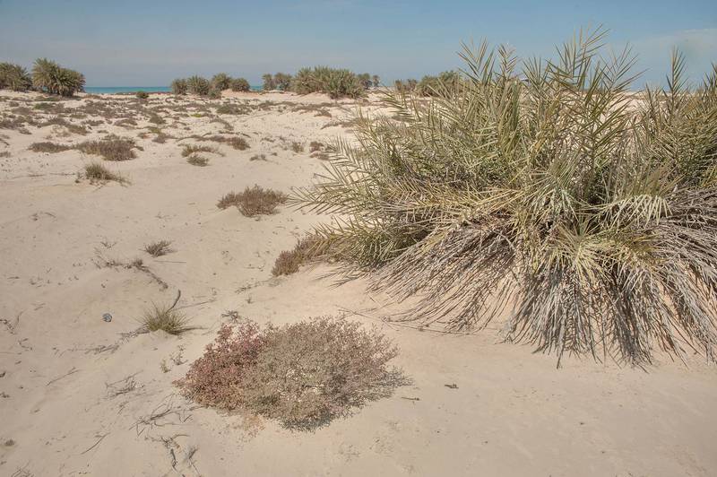 Date palm (Phoenix dactylifera, local name nakheel) growing on a sand mound on a beach in the area of Al Hamala (Al Hamlah) Water Well near Umm Bab in south-western Qatar, March 3, 2014
