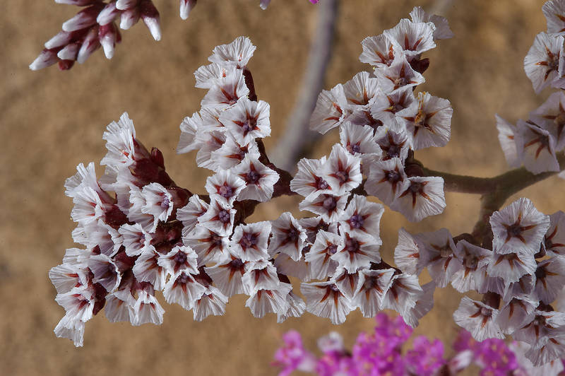 Dry flower bracts of Sea lavender (Qetaif, Limonium axillare) on Purple Island (Jazirat Bin Ghanim). Al Khor, Qatar, March 7, 2014
