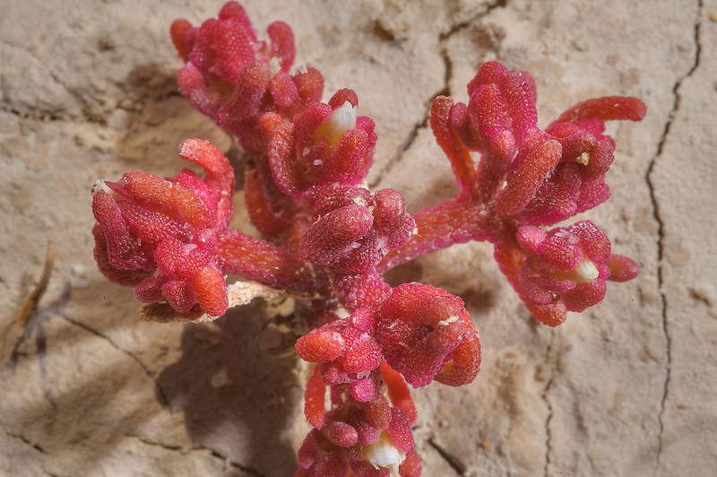 Reddish plant of slenderleaf iceplant (Mesembryanthemum nodiflorum) on Purple Island (Jazirat Bin Ghanim). Al Khor, Qatar, March 7, 2014