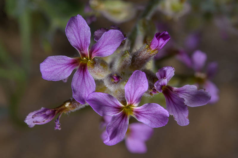 Purple Khozama flowers (Horwoodia dicksoniae) near a fence of Al Defai Farm in Lebwairda area north from Al Khor. Qatar, March 7, 2014