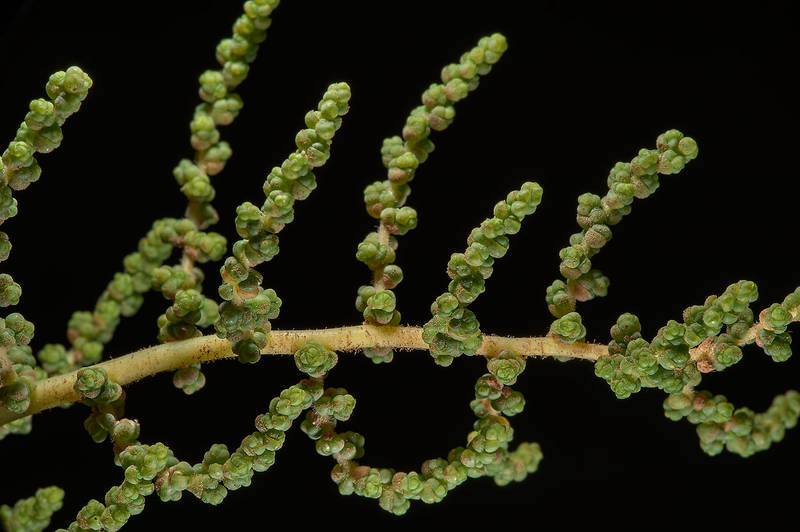 Glasswort (Salsola imbricata) taken from salty wasteland in West Bay. Doha, Qatar, August 21, 2014