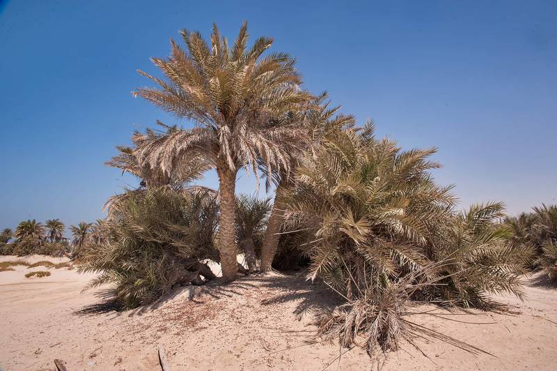 Grove of date palms (Phoenix dactylifera, local name nakheel) on a beach in the area of Al Hamala (Al Hamlah) Water Well near Umm Bab in south-western Qatar, September 26, 2014